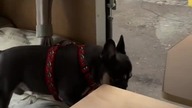 Z mojej budki widzę wszystko.