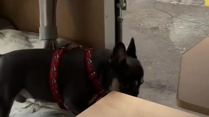 Z mojej budki widzę wszystko.