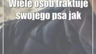 Świdnik: Miłość ma cztery łapy