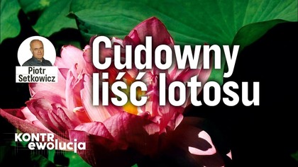 Cudowny liść lotosu.  Kontrewolucja