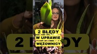 Praktyczne Roślinne Porady | Błędy w uprawie pielęgnacji wężownicy sansewierii