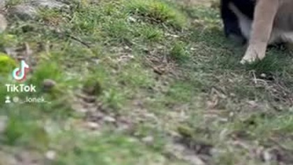 video-01aa15f8a88f082a115701b520762447-V