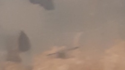 Waxmoths Barciak Większy (Galleria mellonella) 