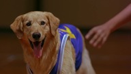 Koszykarz Buddy(Air Bud) fmilijny, komedia 1997 lektor pl