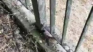 Witam was dzisiaj pod płotem