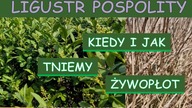  Kiedy i jak przycinać żywopłot z Ligustru pospolitego.