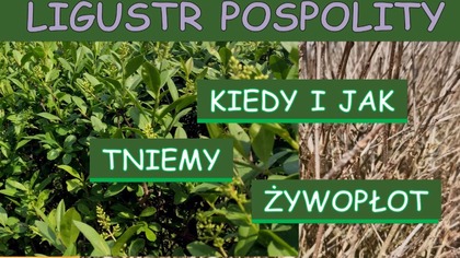  Kiedy i jak przycinać żywopłot z Ligustru pospolitego.