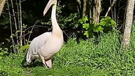 Pelikany Różowe w zoo (Great White Pelicans at the zoo)
