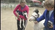 Najmniejszy koń świata - Rekord Guinessa