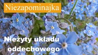 Wartościowe suszenie ziół na przykładzie niezapominajki.