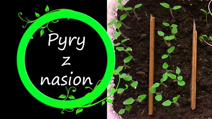 Ziemniaki i miechunki z nasion.