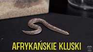 Podziemny WĄŻ Z AFRYKI ! Boa piaskowy/ Eryx colubrinus