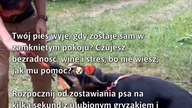 Pies wyje, gdy jest sam? Oto jak mu pomóc!  
#Zwierzęta #PiesSamotność #PomocDlaPsów