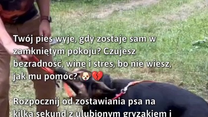 Pies wyje, gdy jest sam? Oto jak mu pomóc!  
#Zwierzęta #PiesSamotność #PomocDlaPsów