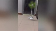 LiveLeak - Smart mouse in China removes glue trap so it can escape