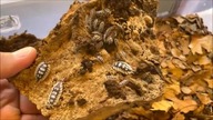 Top 10 mos beautiful ISOPODS