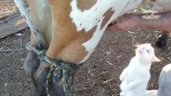 Zabawne Kotki uśmieszą Cię do łez !