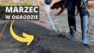 Co trzeba zrobić w MARCU w ogrodzie? Weekend na działce, prace w ogrodzie