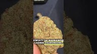 BLUE MONKEY COSMA 21% DAJE 20% ZWROTU W PRASIE