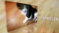PRZYCISK YOUTUBE - UNBOXING, RECENZJA #91+ Yachu, DeeJeePallaside