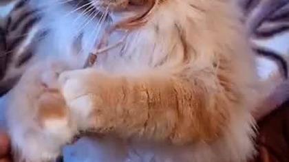 #003 Kronika Hrabiego Eryka #mainecoon #cat #shorts