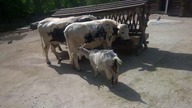 Miedzynarodowe targi zywnosci + Skansen :)