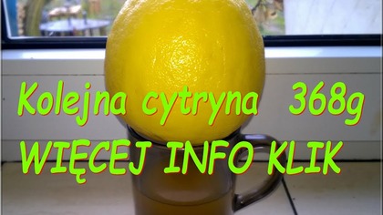 61 Owoc cytryny skierniewickiej 368g, kolejny spadł z krzaka ciekawerosliny