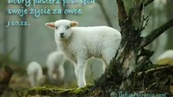świadectwo Pauliny F