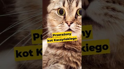 Kot Kaczyńskiego patrzy na niego i myśli przerażony...  #Kaczyński #kot #absurd #wybory2025
