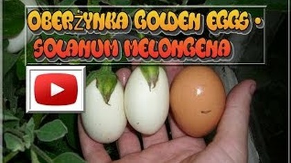 120.  Roślina golden eggs.  Jajka na drzewku