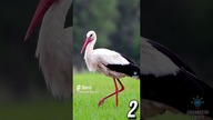 3 CIEKAWOSTKI O BOCIANACH