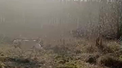 Rubik Tresowany, kleszcza pozbawiany! Grzeczny Pies Rubik siedzi i czeka na przekąskę od Sarmaty!