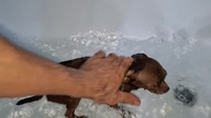 Tolek w kąpieli #chihuahua