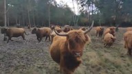 Ogrodzenia pastwisk - Poradnik dla początkującego hodowcy.