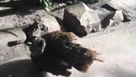 Malay peacock-pheasant (wieloszpon malajski)