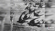 zagubiona historia czlowiek na smyczy