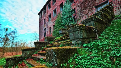 Morning Birdsong in an Old Polish Farmstead | Peaceful Park Ambience