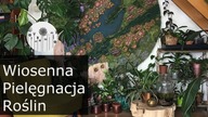 Wiosenna pielęgnacja roślin domowych. Jak dbać o kwiaty domowe?