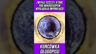 ZWYKŁE RZECZY, KTÓRE POD MIKROSKOPEM WYGLĄDAJĄ IMPONUJĄCO KOŃCÓWKA DŁUGOPISU