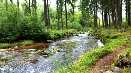 Sunlit Forest River Sounds | Gentle Stream for Positive Energy & Focus