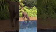 Labrador uratował zabe