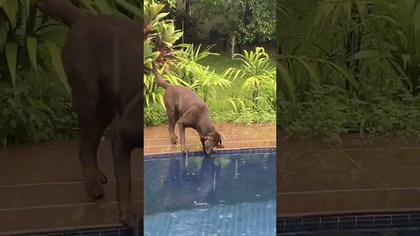 Labrador uratował zabe