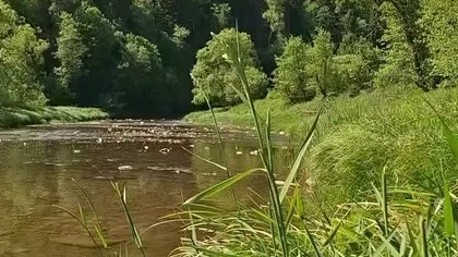 Bieszczadzki piękny San :) #bieszczady #wbieszczady #biesy #san #rzeka