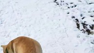 Śnieżny Koszalin! Pozdrowienia od Rubika i Sarmaty! Miłego dnia! Czy w Katarze pada śnieg? ;) #snow