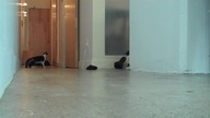 8 signs your cat is actually a dog