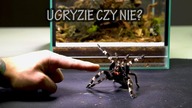Nowe terrarium dla ZDENERWOWANEJ samicy Nhandu chromatus!