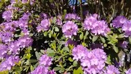 Rododendrony kwitną - Gracjan Roztocki