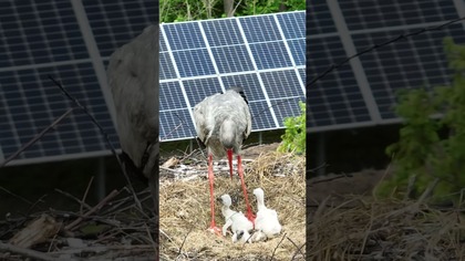 Małe bociany w gnieździe