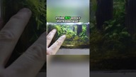 Akwarium Bez Nawozów Mech i Anubiasy po Roku