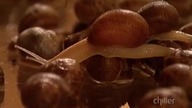 Fear Factor S04E26